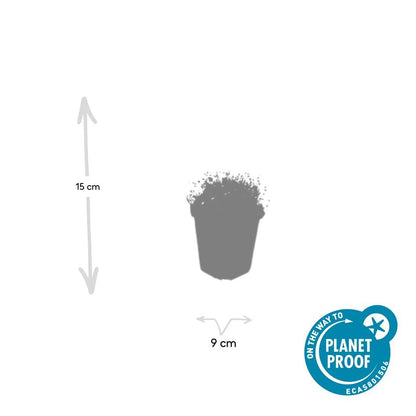 Vetmuur - set van 6 – voor tuin & terras