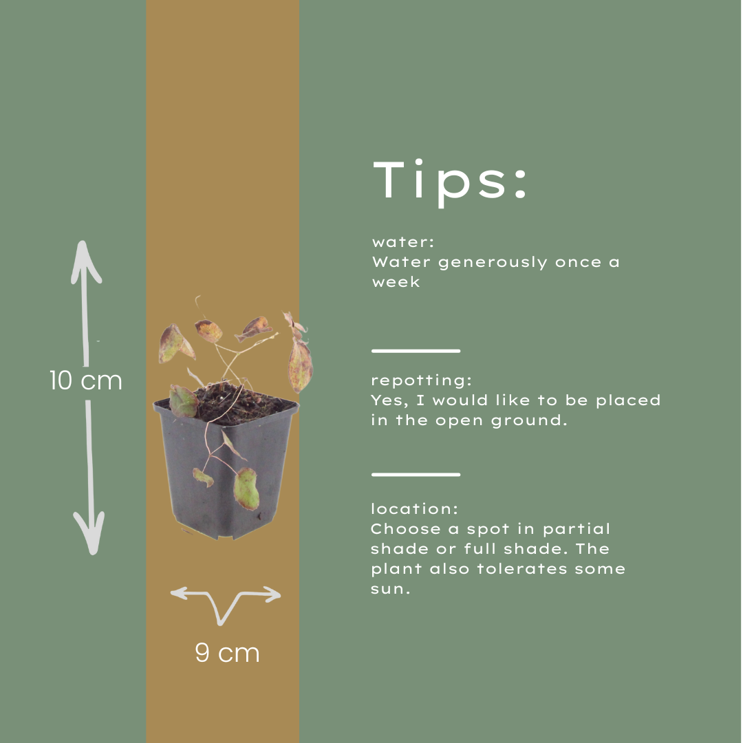 Elfenbloem (Epimedium rubrum) - set van 6 – voor tuin & terras