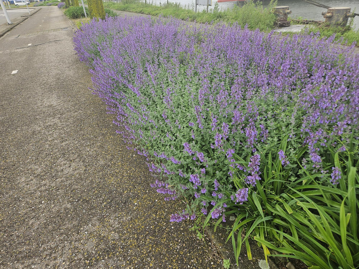 Kattenkruid 'Walker's Low' (Nepeta), productfoto 7