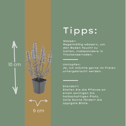 Kattenstaart (Lythrum salicaria) - set van 6 – voor tuin & terras