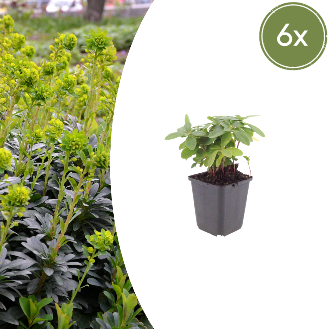 Wolfsmelk (Euphorbia amygdaloides robbiae) - set van 6 – voor tuin & terras