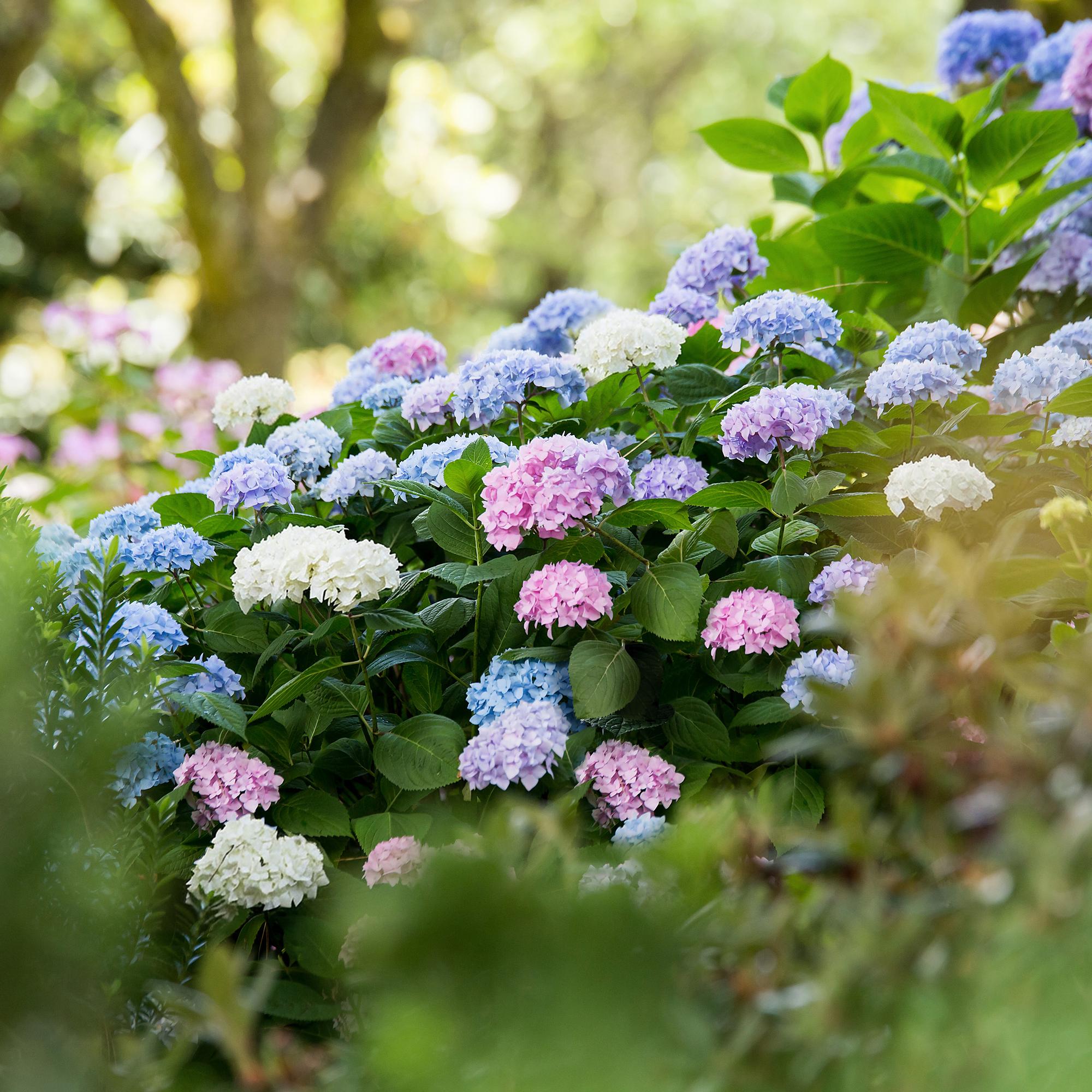 Boerenhortensia Endless Summer (Hydrangea macrophylla) - set van 3