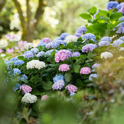Boerenhortensia Endless Summer (Hydrangea macrophylla) - set van 3