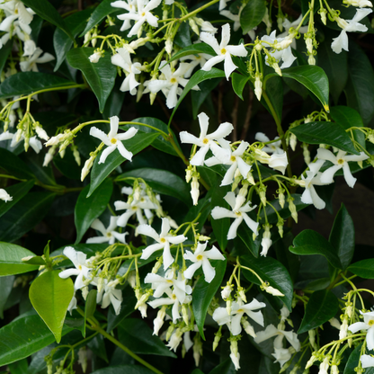 Witte sterjasmijn-bloemen tussen het blad