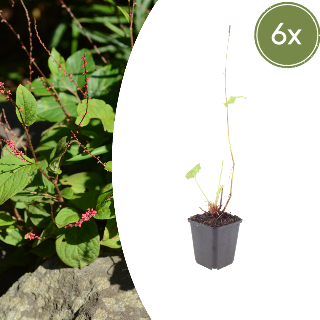 Duizendknoop 'Speciosa' - set van 6 – voor tuin & terras