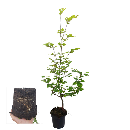Palletdeal Haagplanten:  50 Carpinus Betulus ↕ 60-80 - Ø 19cm | Mini Pallet