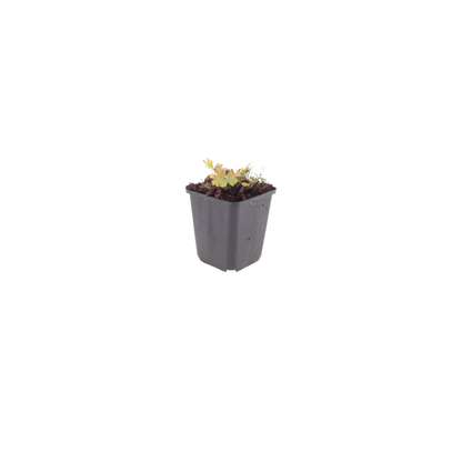 Bloedooievaarsbek 'Max Frei' - set van 6 – voor tuin & terras