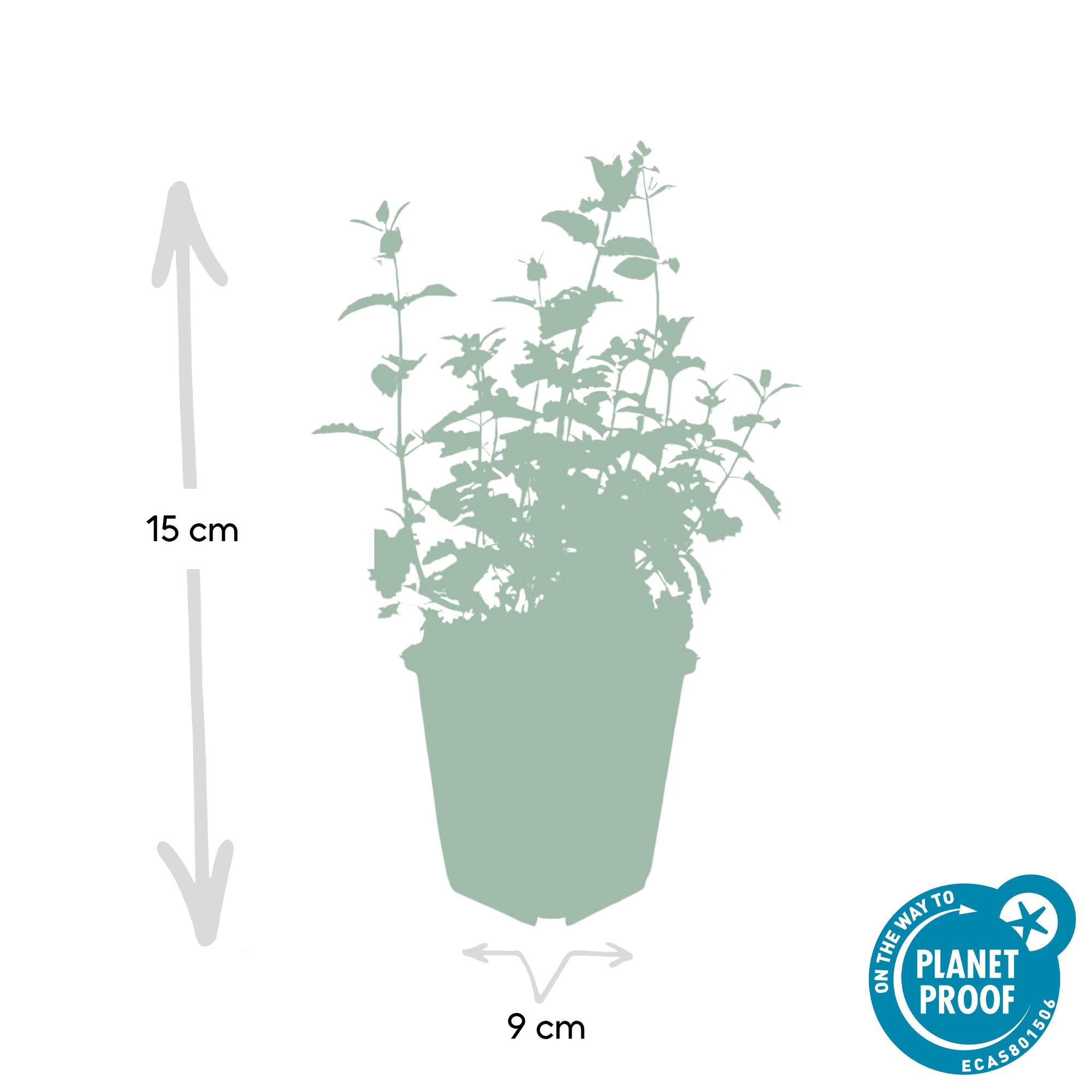 Kattenkruid 'Six Hills Giant' (Nepeta)