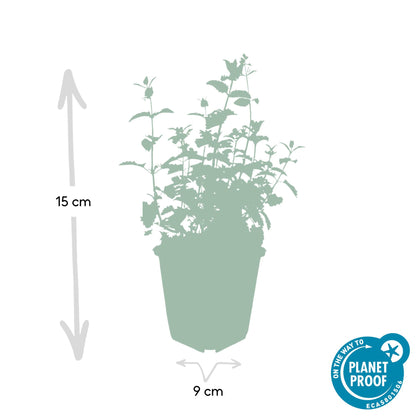 Kattenkruid 'Six Hills Giant' (Nepeta)
