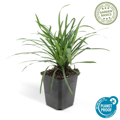 Liriope muscari 'Big Blue' — groenblijvend leliegras (set van 12)