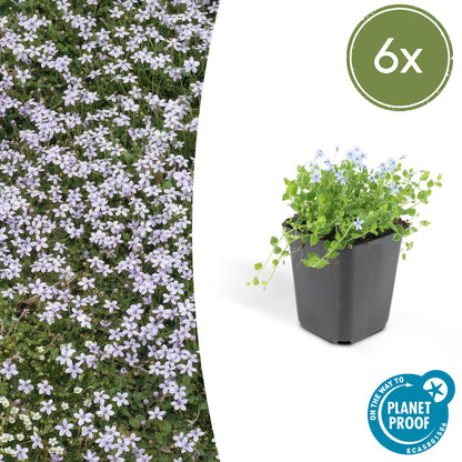 Blauw sterretje (Isotoma fluviatilis) - set van 6 – voor tuin & terras