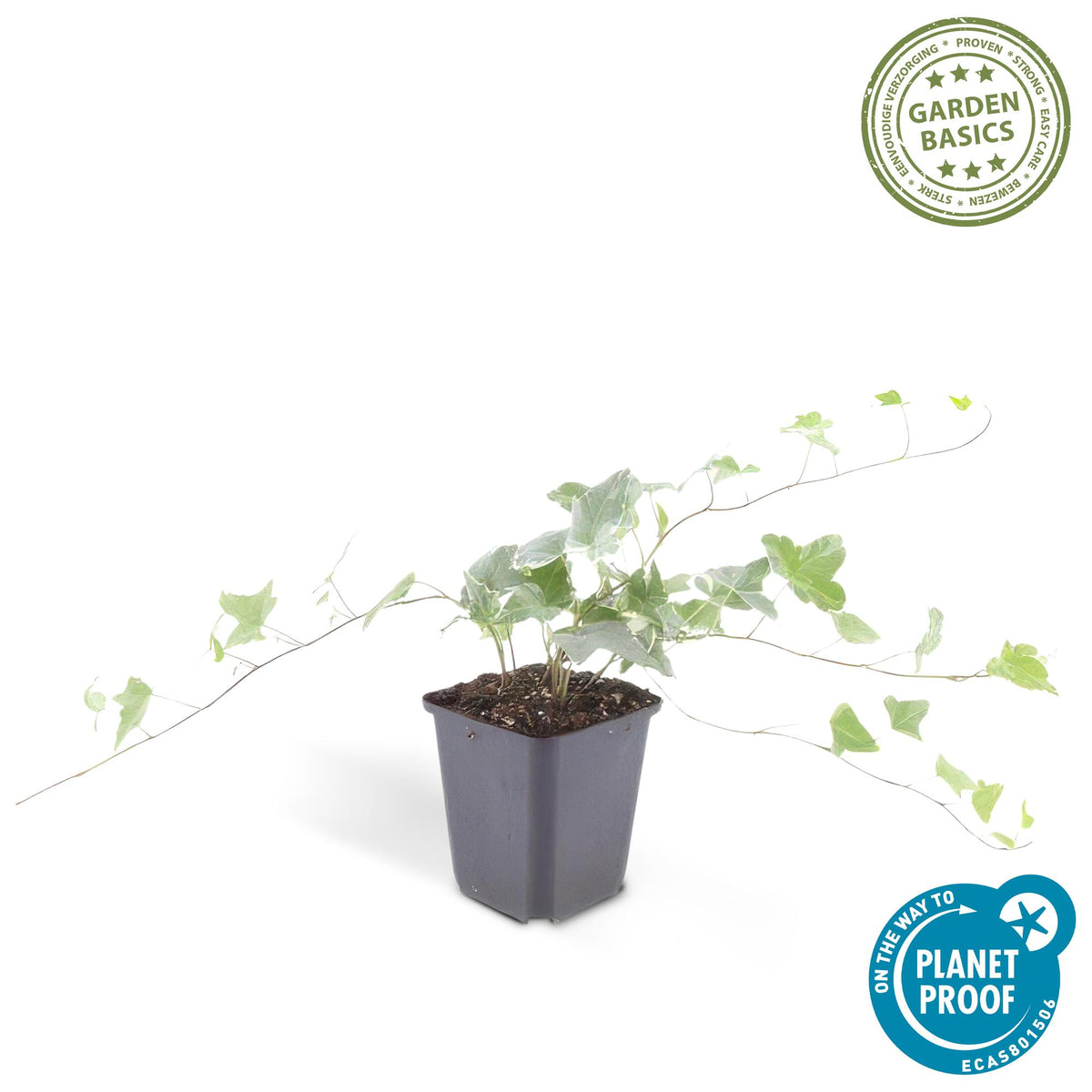 Klimop 'Glacier' - set van 6 – voor tuin & terras