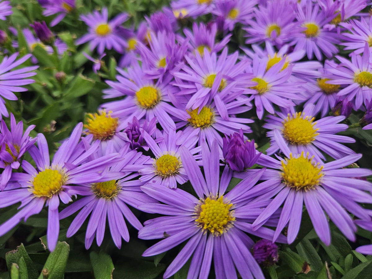 Herfstaster 'Prof. Anton Kippenberg' - set van 6 – voor tuin & terras