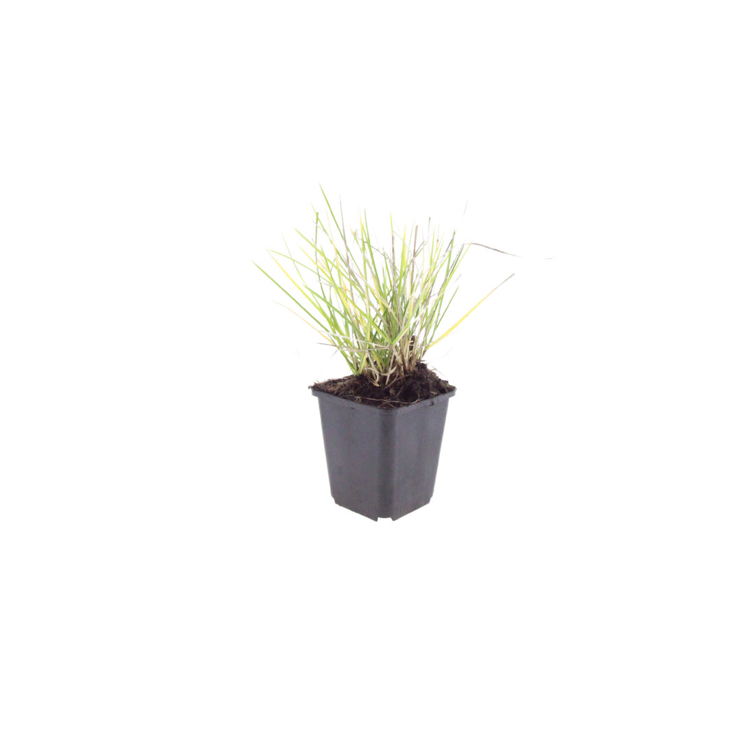 Herfst-blauwgras (Sesleria autumnalis)