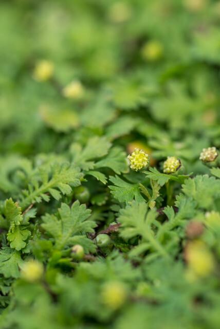 Koperknoopje (Leptinella squalida) - set van 6 – voor tuin & terras
