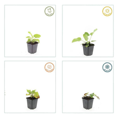 Brandkruid (Phlomis russeliana) - set van 6 – voor tuin & terras
