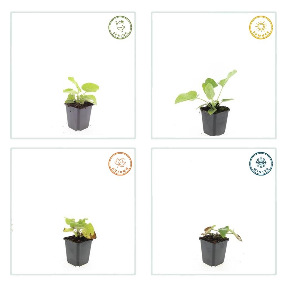 Brandkruid (Phlomis russeliana) - set van 6 – voor tuin & terras