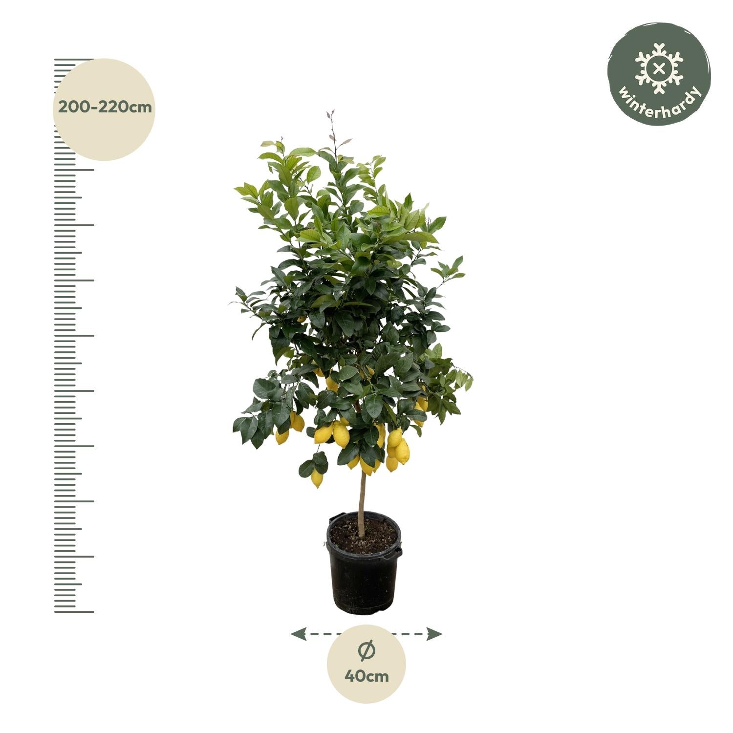 Citroenboom - 200 cm