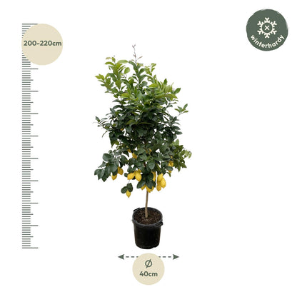 Citroenboom - 200 cm