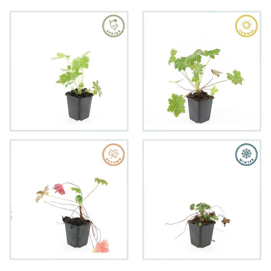 Ooievaarsbek 'Ingwersen's Variety' - set van 6 – voor tuin & terras