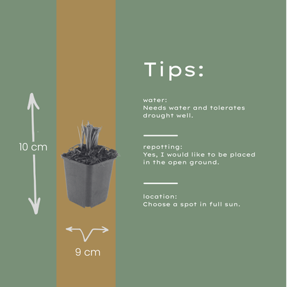 Liatris spicata - set van 6 – voor tuin & terras