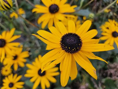 Gele zonnehoed 'Goldsturm' (Rudbeckia)