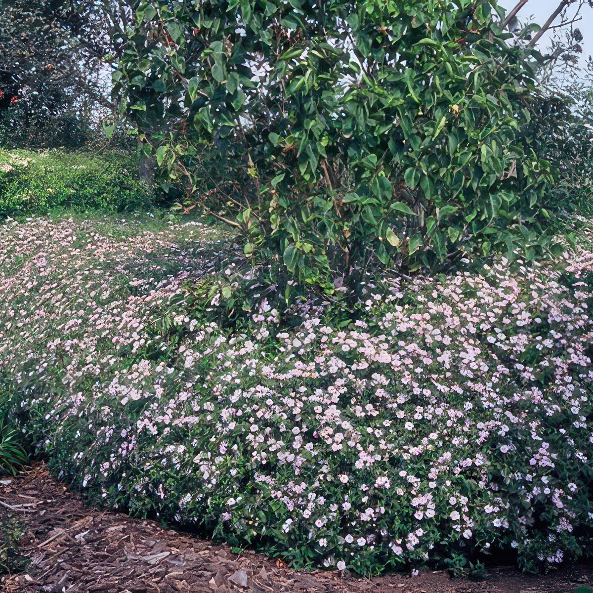 Herfstaster 'Asran' - set van 6 – voor tuin & terras