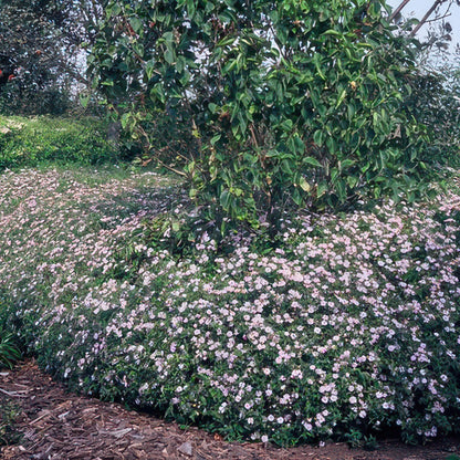 Herfstaster 'Asran' - set van 6 – voor tuin & terras