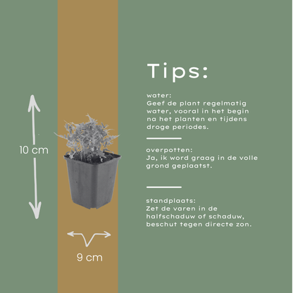 Eikvaren (Polypodium vulgare) - set van 6 – voor tuin & terras