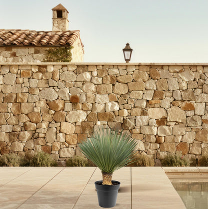 Yucca rostrata - 80-100 cm