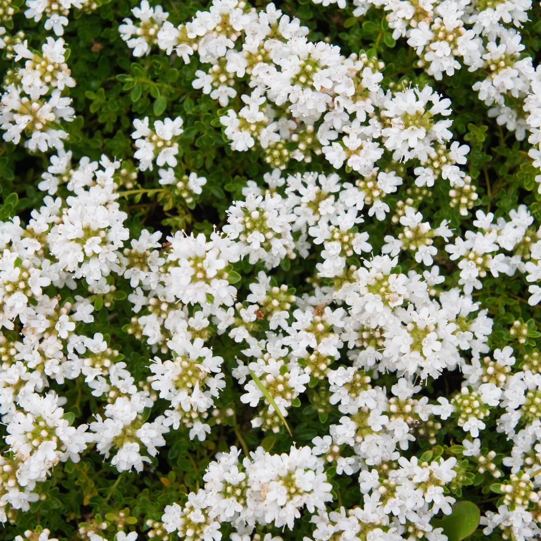 Kruiptijm 'Albiflorus' - set van 6 – voor tuin & terras