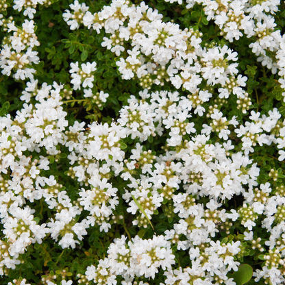 Kruiptijm 'Albiflorus' - set van 6 – voor tuin & terras