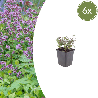 Sieroregano 'Herrenhausen' - set van 6 – voor tuin & terras