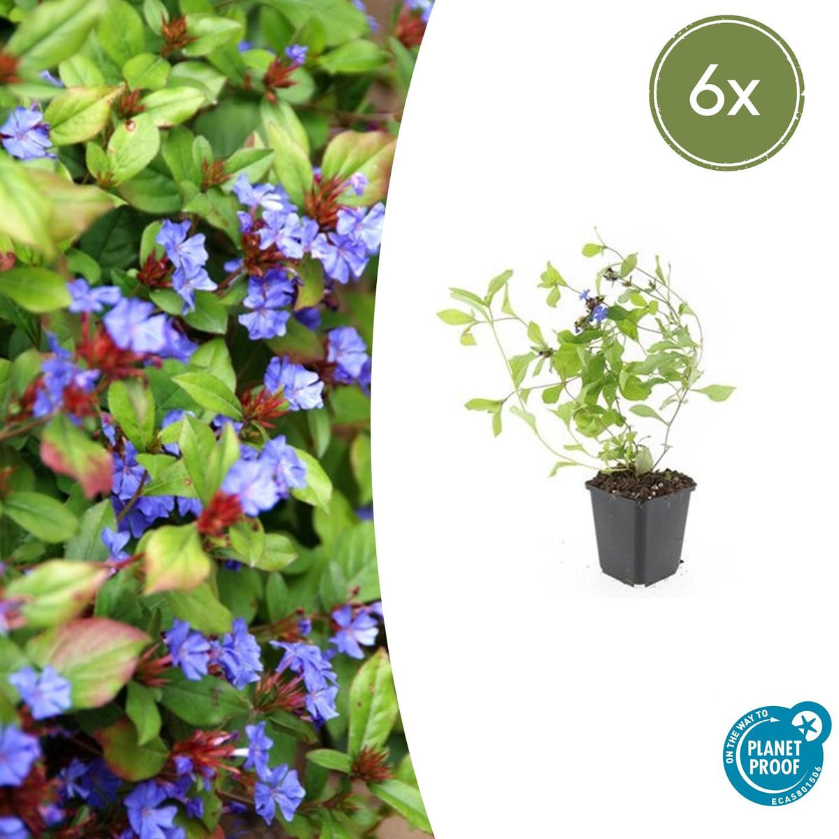 Loodkruid - set van 6 – voor tuin & terras