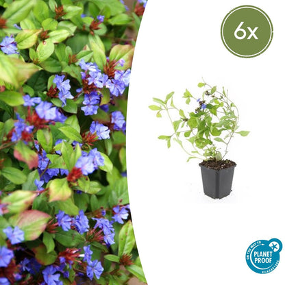 Loodkruid - set van 6 – voor tuin & terras