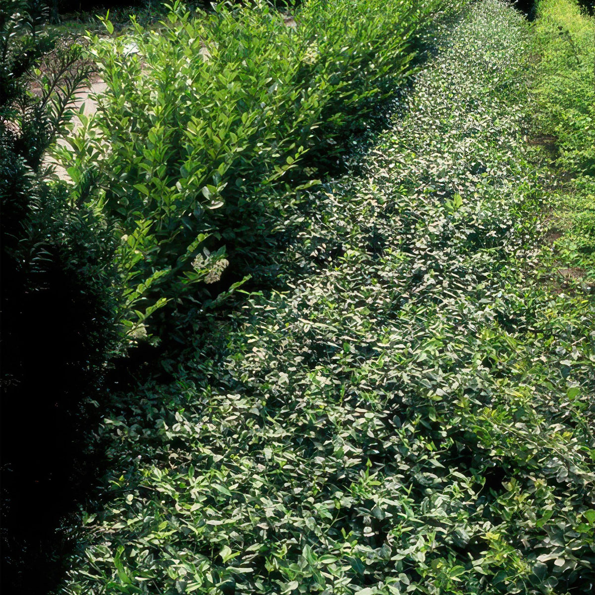 Kardinaalsmuts (Euonymus fortunei radicans) - set van 6 – voor tuin & terras