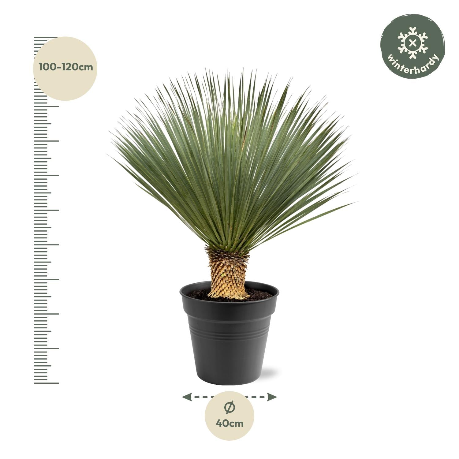 Yucca Rostrata — 100–120 cm