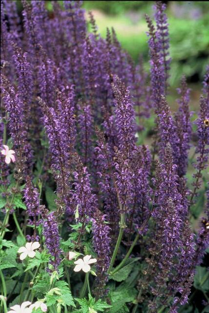 Siersalie 'Mainacht' (Salvia)