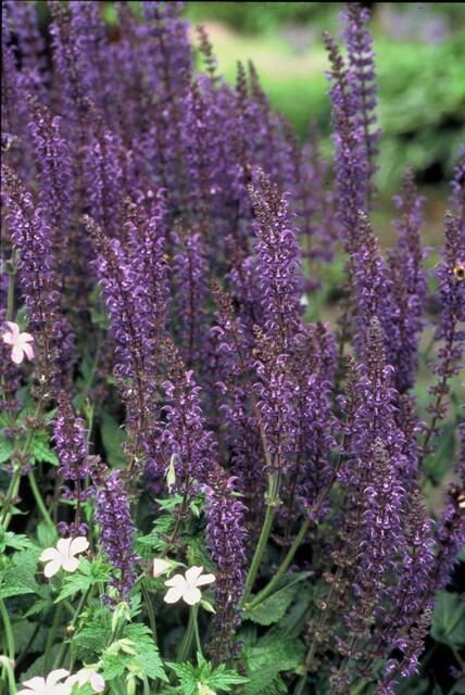 Siersalie 'Mainacht' (Salvia)
