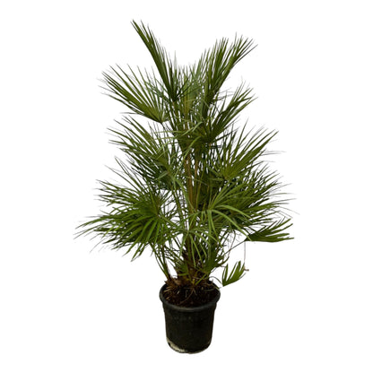 Waaierpalm Chamaerops 130 cm