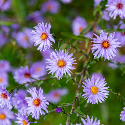 Aster 'Mönch' - set van 6 – voor tuin & terras