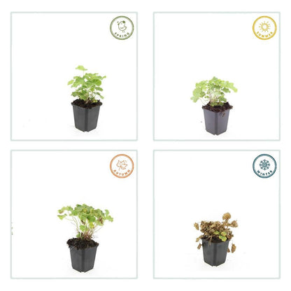 Vrouwenmantel (Alchemilla mollis), productfoto 2