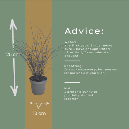 Prachtriet 'Gracillimus' - set van 3 – voor tuin & terras