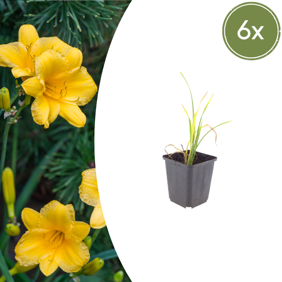 Daglelie 'Stella de Oro' - set van 6 – voor tuin & terras