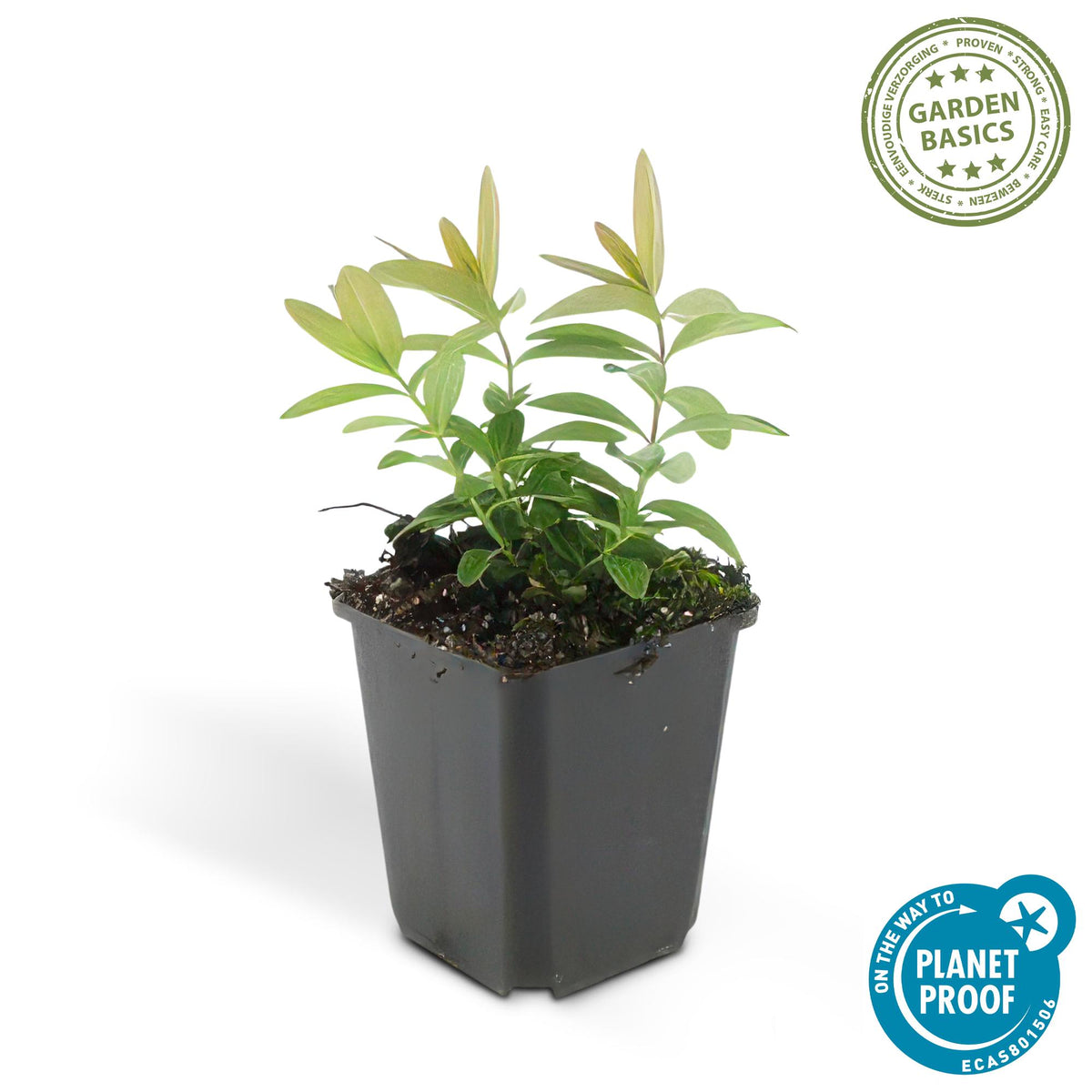 Hertshooi - set van 6 – voor tuin & terras