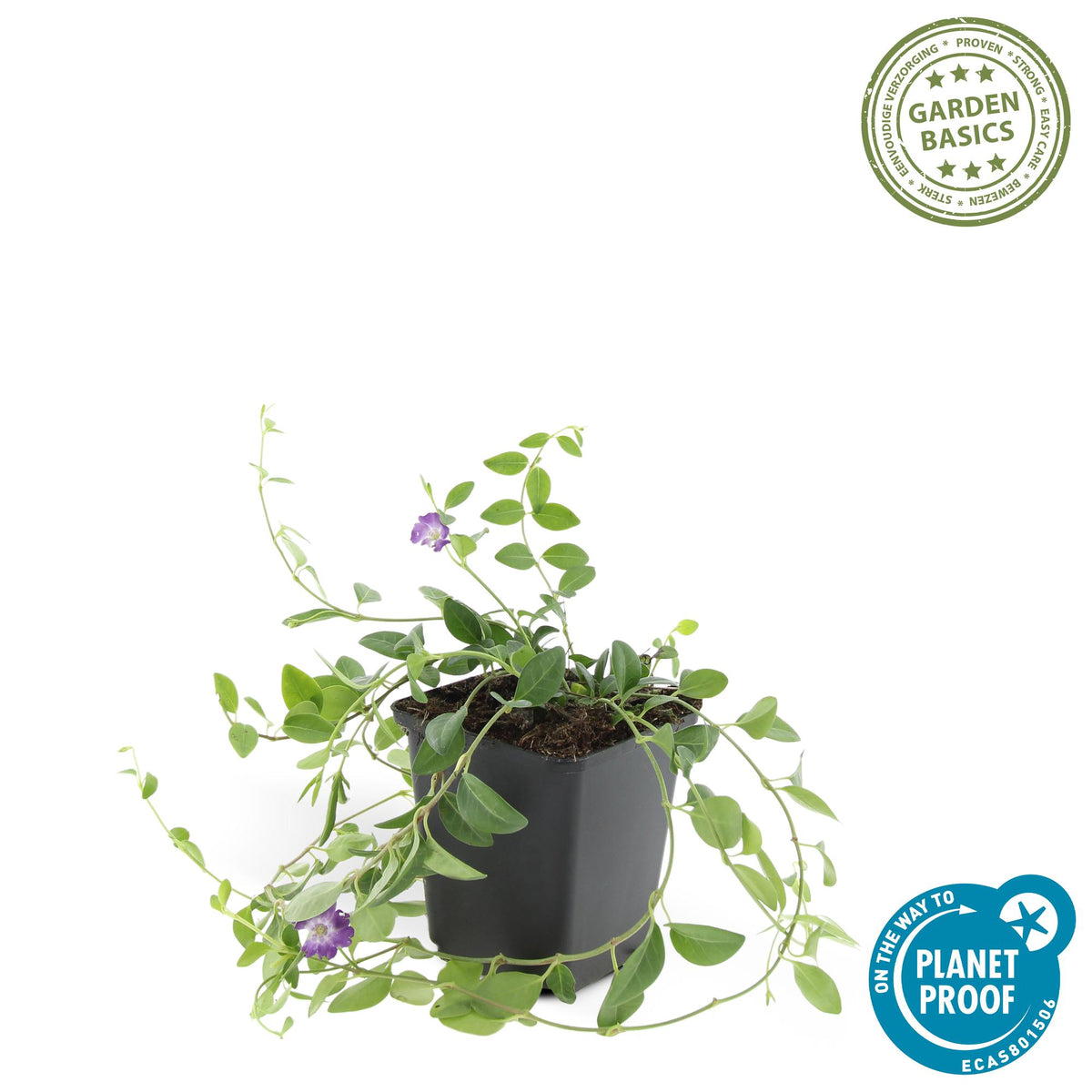 Kleine maagdenpalm 'Atropurpurea' - set van 6 – voor tuin & terras