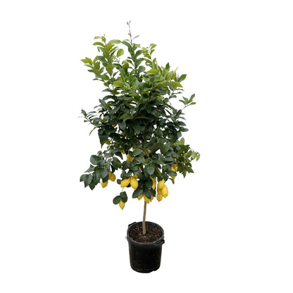 Citroenboom - 200 cm