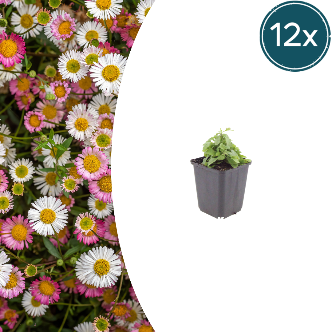 Mexicaans madeliefje (Erigeron) - set van 12 – voor tuin & terras