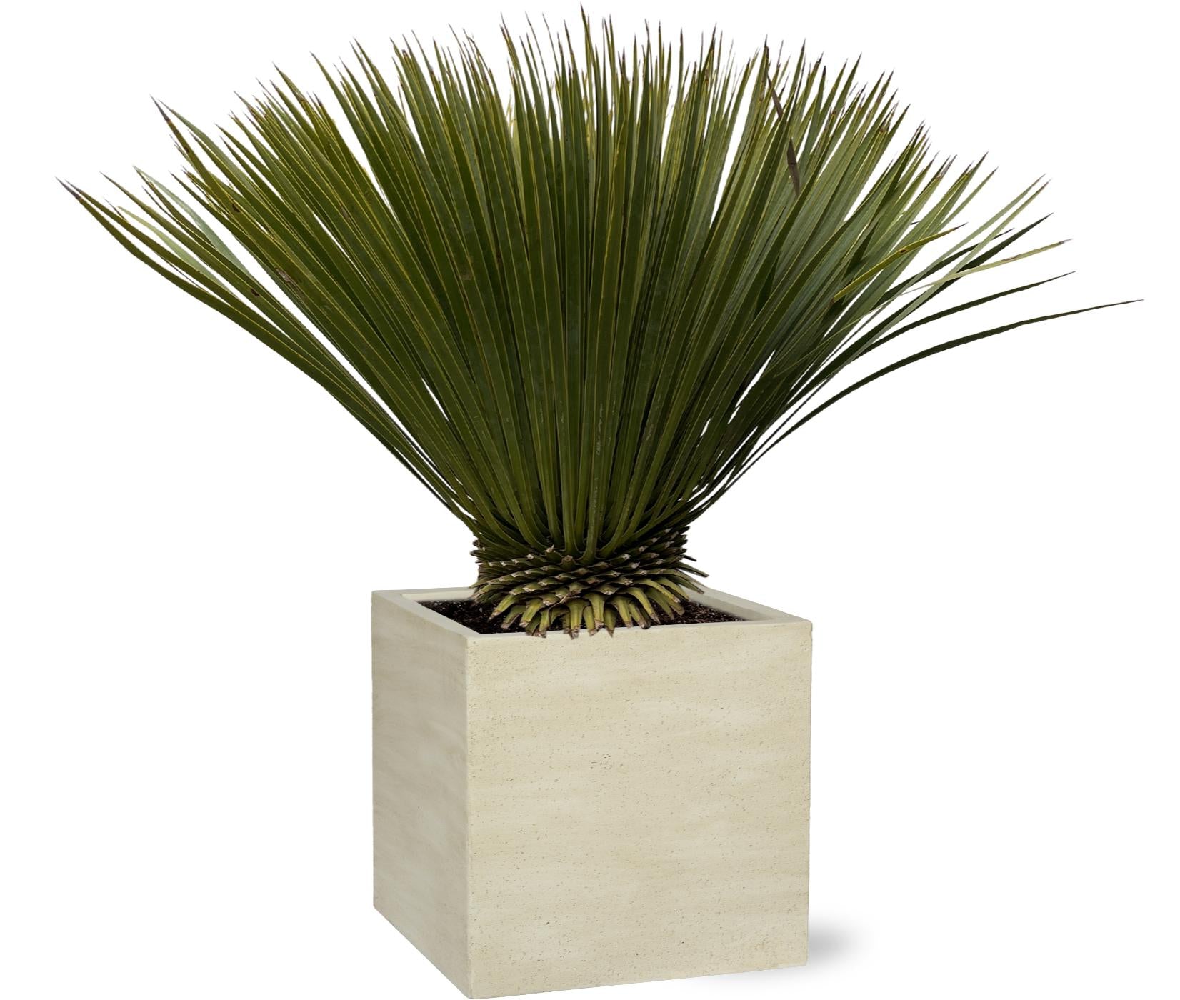 Yucca Rostrata — 70 cm