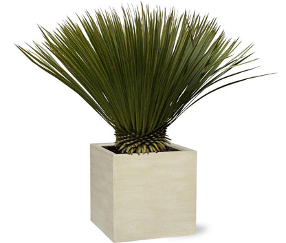 Yucca Rostrata — 70 cm